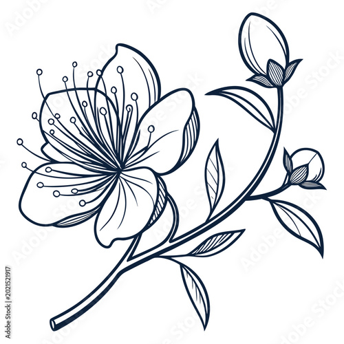 Fotografie caper flower vector