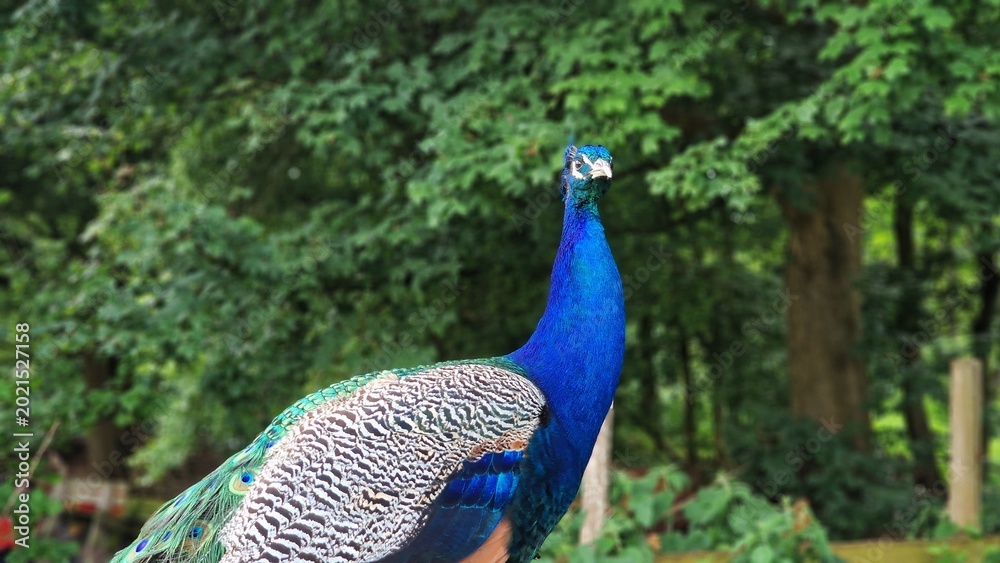 Obraz premium The Indian peafowl or Pavo cristatus, also known as the common peafowl or blue peafowl.