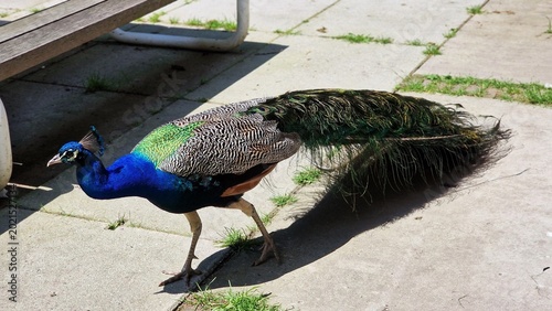 Tableau sur toile The Indian peafowl or Pavo cristatus, also known as the common peafowl or blue peafowl