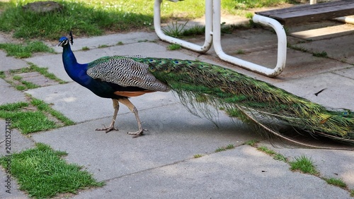 Tableau sur toile The Indian peafowl or Pavo cristatus, also known as the common peafowl or blue peafowl