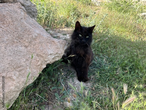 Sticker black cat is outside near a rock