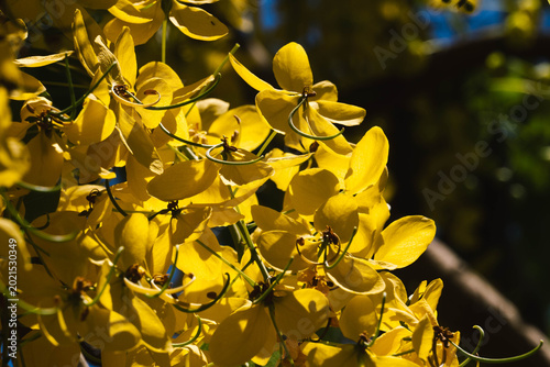 árbol lluvia de oro