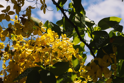 árbol lluvia de oro