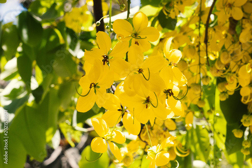 árbol lluvia de oro