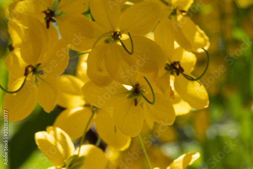 árbol lluvia de oro