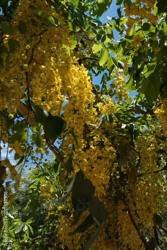 árbol lluvia de oro