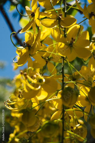 árbol lluvia de oro