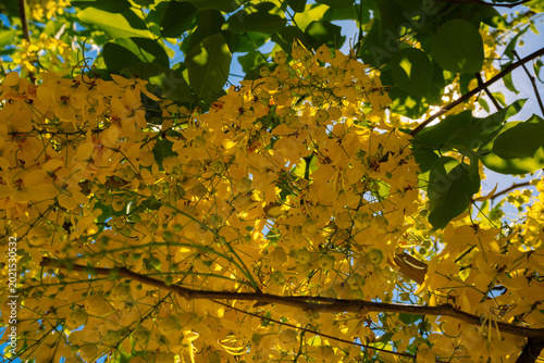 árbol lluvia de oro