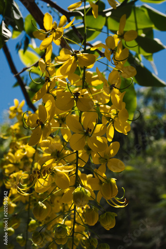 árbol lluvia de oro