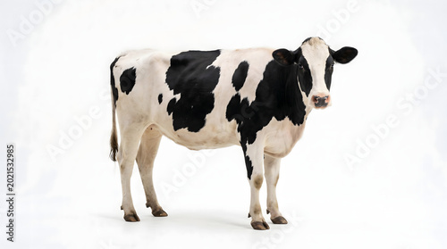 Tableau sur toile Holstein Cow Standing Profile View Black and White Spotted Fur Large Mammal Dome