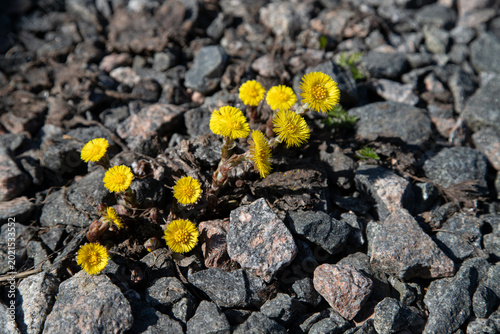 Foto Flowers bloom on rocky ground in a natural setting under clear daylight in spring season Tussilago farfara