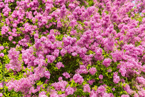 Vibrant Lilac Blooms Create a Colorful Scene in a Sunlit Garden During the Heart of Springtime