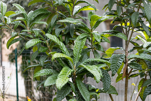 Fotografija Close-up of Japanese loquat tree branches and green leaves in natural daylight with fresh botanical and Mediterranean garden atmosphere