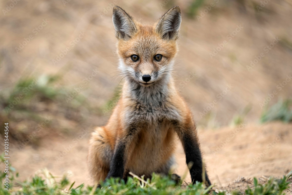 Fototapeta premium Red Fox Kit