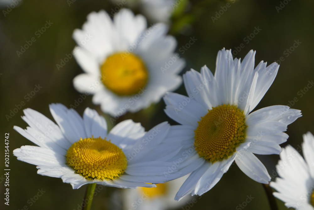 Fototapeta premium white daisy flower
