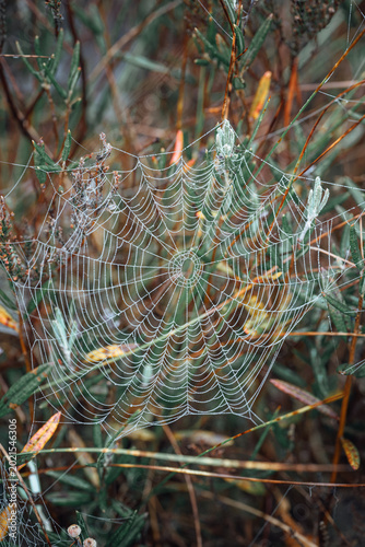 spider web in the morning dew
