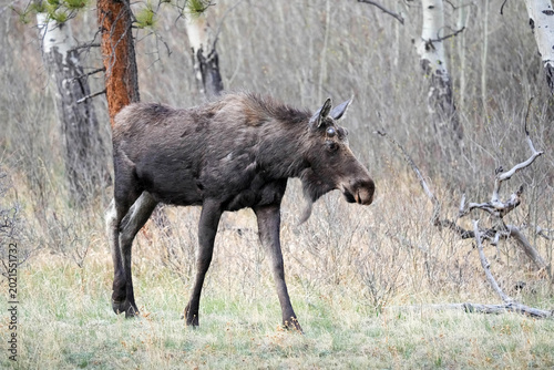Photography Young Bull Moose