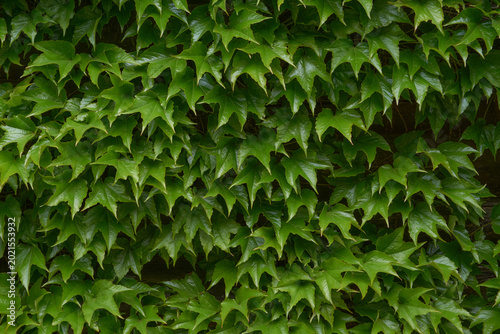 Εκτύπωση καμβά The image showcases a close-up view of dense ivy foliage, creating a lush, textured green wall