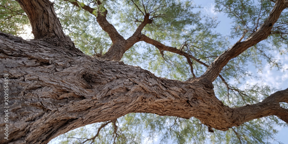 Fototapeta premium mesquite tree closeup of tree trunk and branches with leaves in desert setting
