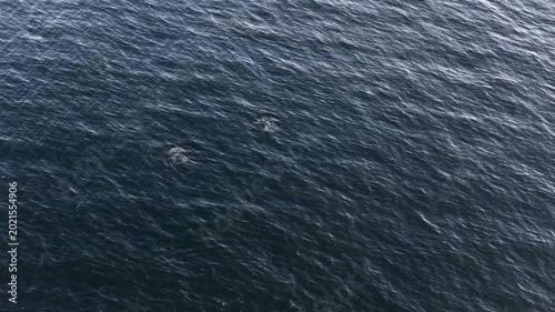 Aerial view of common dolphins feeding in Donegal bay, Ireland
