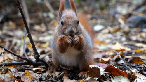 Canvastavla Wild fluffy squirrel gnawing nuts at forest