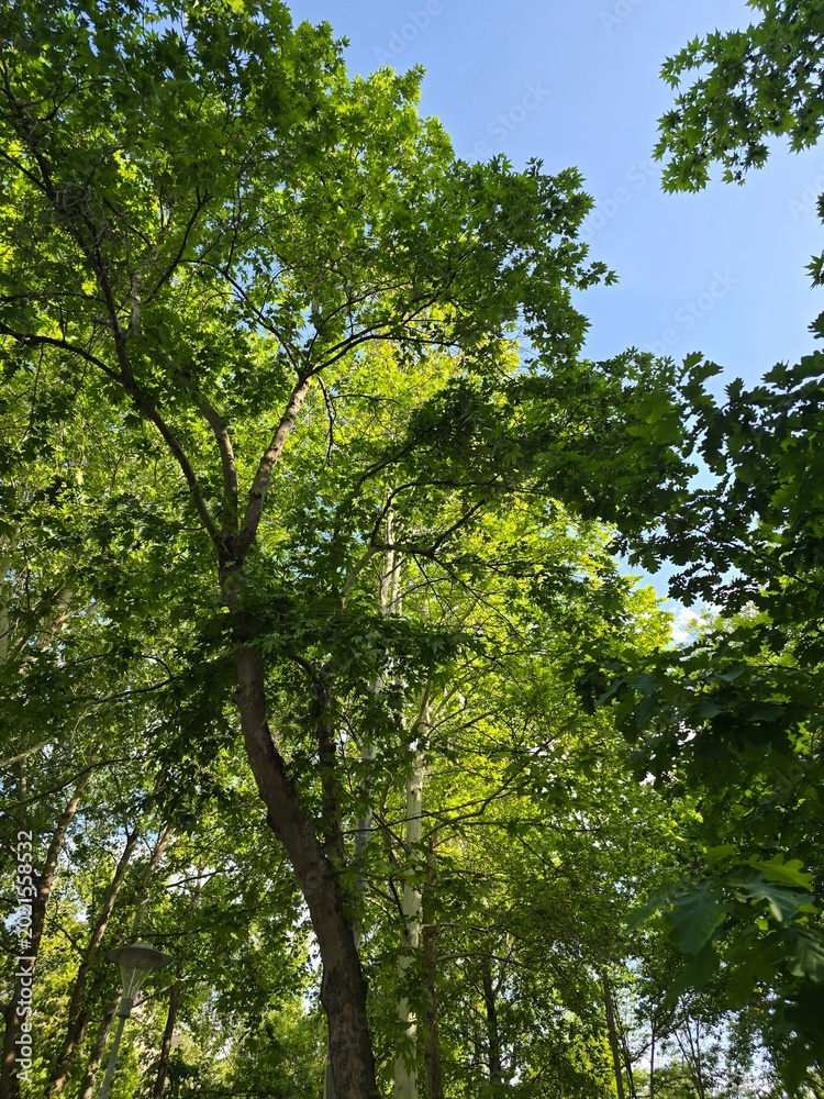 Fototapeta premium green trees in the forest