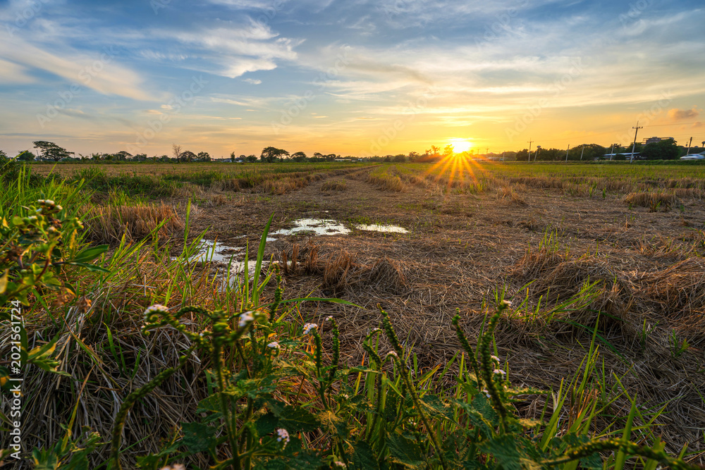 Fototapeta premium Scenic view landscape of rice stubble in a rice field after harvest with field cornfield or in Asia country agriculture harvest with fluffy clouds blue sky sunset evening background.