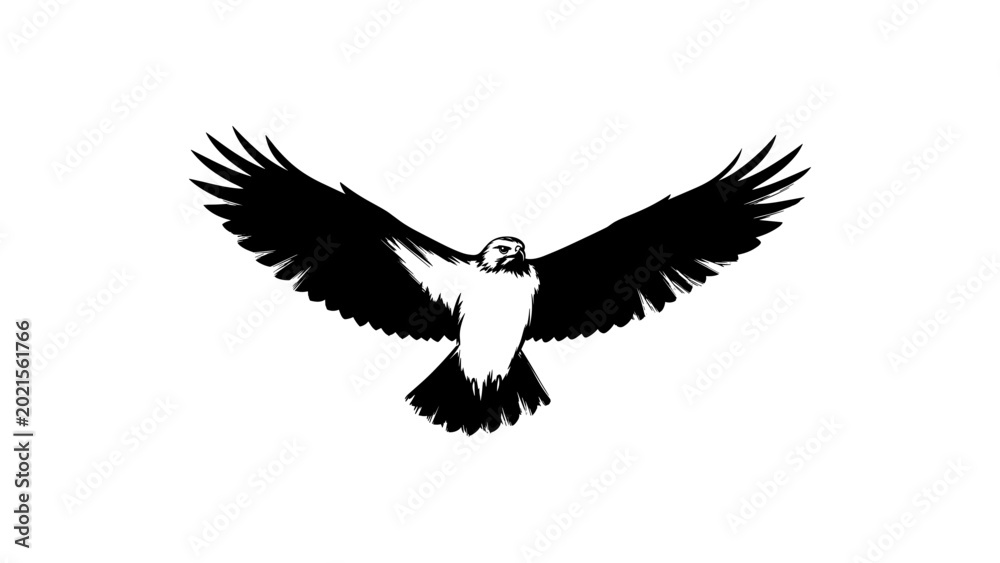 Fototapeta premium Majestic Bird of Prey Soaring