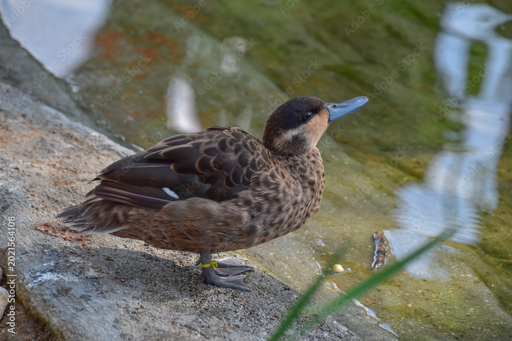 Fototapeta premium Blue-billed teal sitting by the water, bird