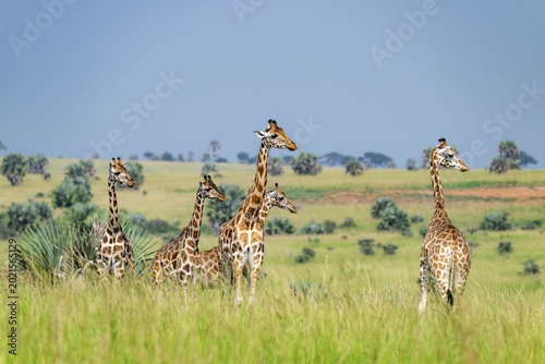 Rothschild's giraffes (Giraffa camelopardalis rothschildi) in green grass, Murchison Falls National Park, Uganda