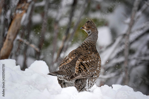 Dusky Grouse - Snow