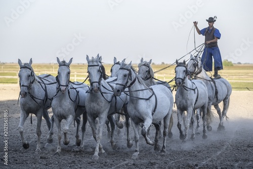 Riding demonstration, rider standing on the last two horses of a ten-horse team, Dunapataj, Puszta, Hungary