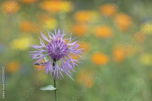 Greater knapweed (Centaurea scabiosa), Emsland, Lower Saxony, Germany