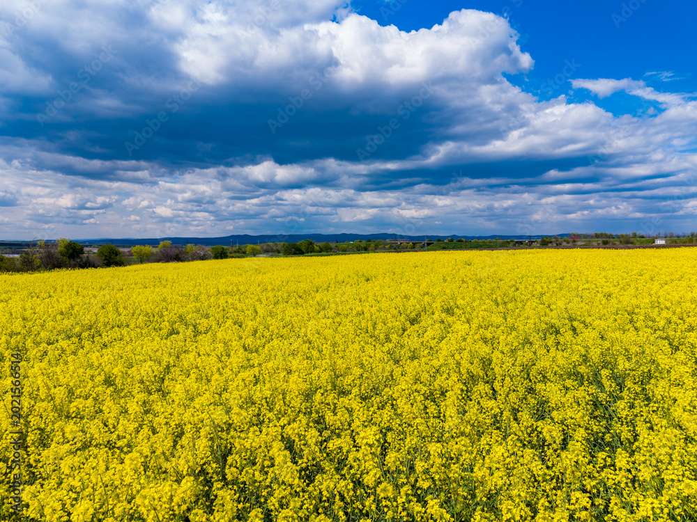 Fototapeta premium Vast field of yellow flowers under a blue sky and clouds in a rural area during the daytime in spring