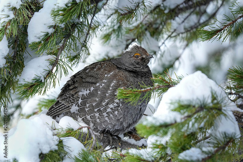 Dusky Grouse - Perch
