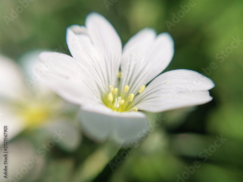 White flower close-up on green plants background