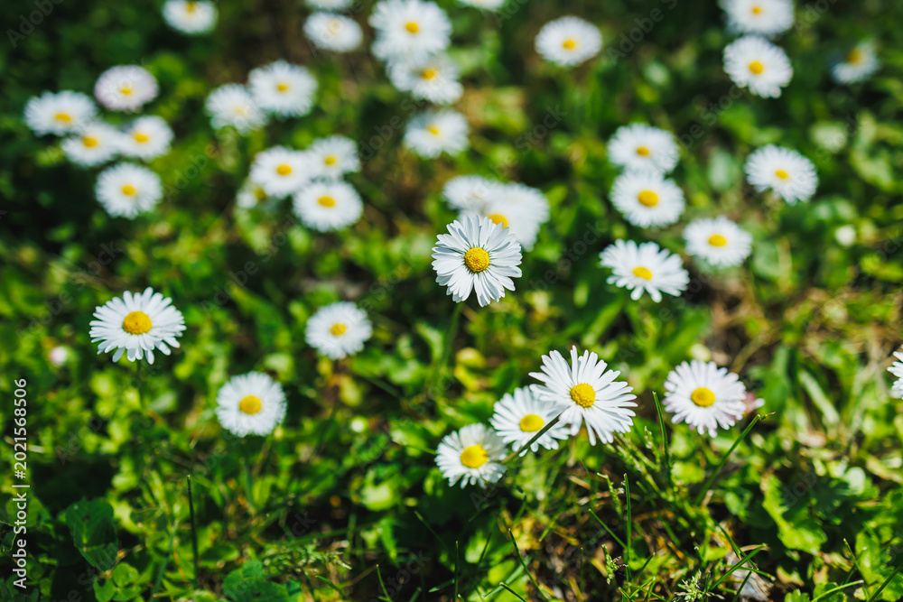 Fototapeta premium Daisies grow in a field during spring, showing white petals and yellow centers while basking in sunlight