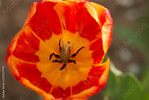 Εκτύπωση καμβά An open red tulip with the pistil and stamens inside. Close-up.