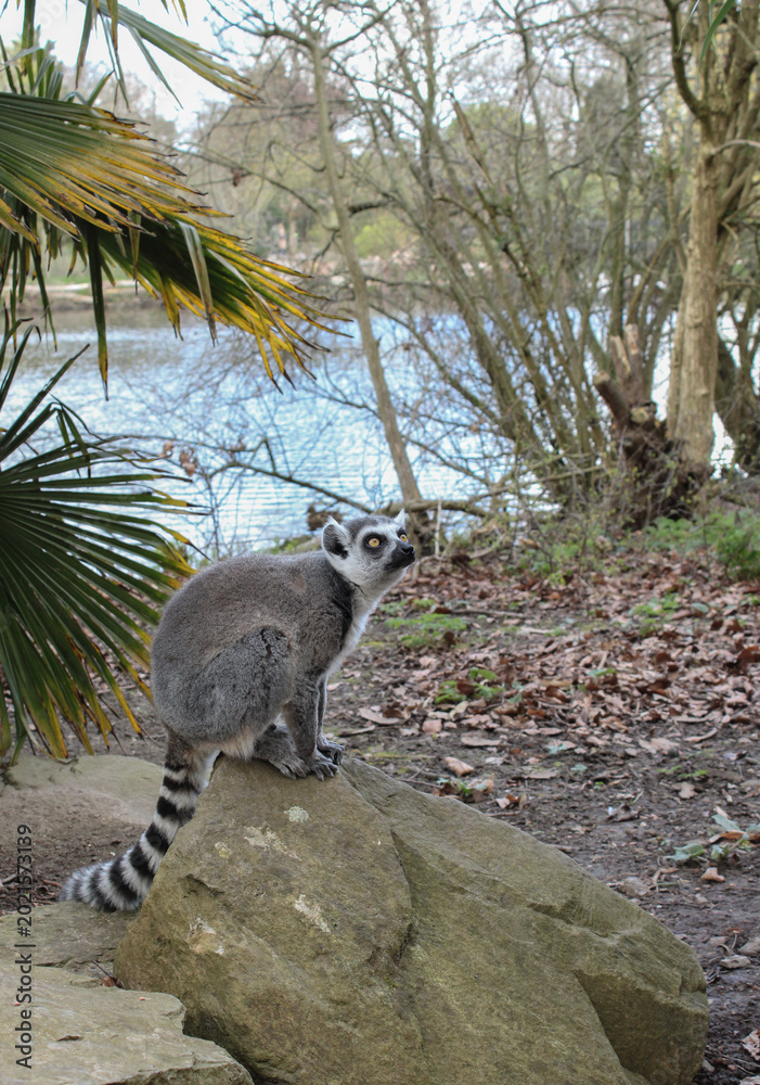 Fototapeta premium Ring-tailed lemur sitting on a stone near a lake