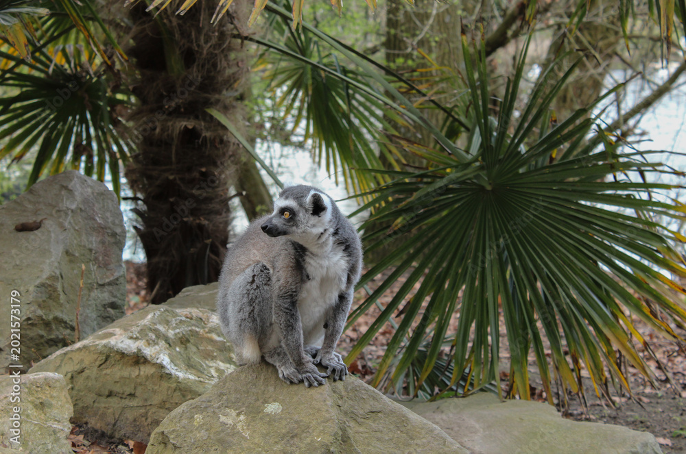 Fototapeta premium Ring-tailed lemur portrait with green palm leaves behind