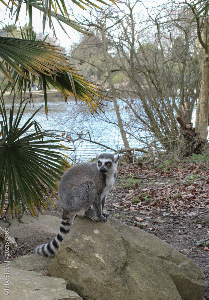 Fototapeta premium Ring-tailed lemur sitting on a stone near a lake