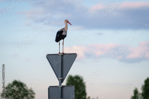 stork on the road