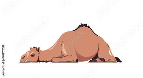 Obraz na płótnie Tired Camel Lying Down Exhausted on White Background