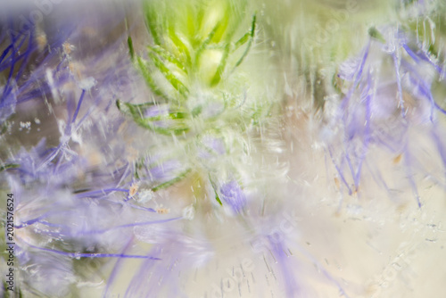 Bild auf Leinwand Macro Close up of Light Lavender Flowers Frozen in Ice