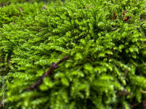 Close-up of vibrant green moss showcasing fresh growth in a serene spring environment.