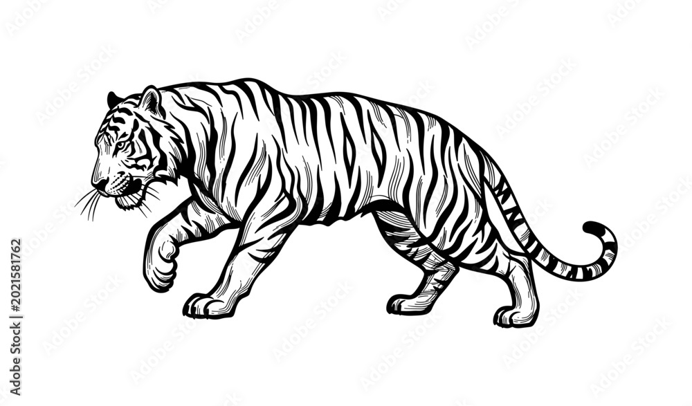 Fototapeta premium Tiger Illustration