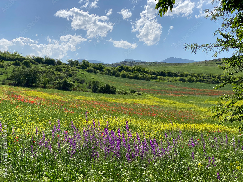 Fototapeta premium field of wildflowers