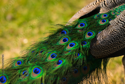 Obraz na plátně Peacock tail feathers Pavo cristatus spread showing vibrant eye spots