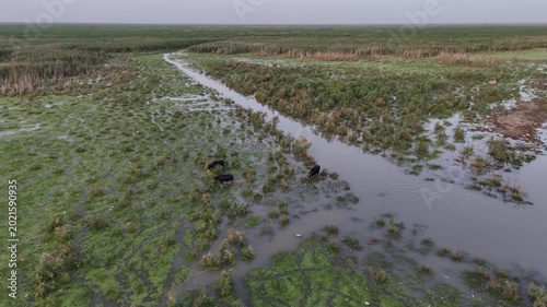 Hawizeh Marsh

Hawizeh Marsh seasonal wetland Iraq