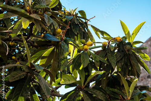 Fotografie Golden medlar fruits hang among lush green leaves, basking in the sun on a sunny